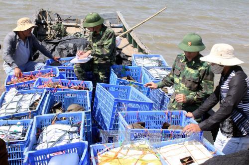 Vận chuyển trái phép 120 con sam tại vùng biển Trà Cổ
